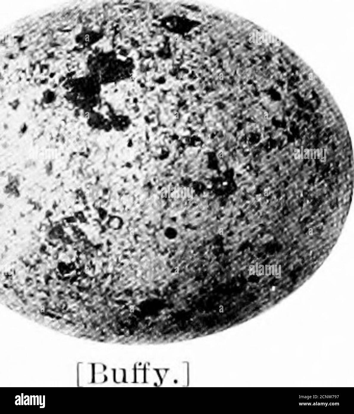 . Nordamerikanische Vogeleier. Nisten harmonisch im gleichen Baum mit anderen Vögeln, wie Flackern und Robinen.. [Jluffy 360a. Desert Sparrow Hawk. Falco fijjarvcriii&gt;i phahiiia. Range: Westindische Staaten von British Oolumbia im Süden bis Mexiko. Diese Sorte ist etwas größer und blasser als die östliche Form. Bei der Niditisierung der beiden Sorten gibt es nichts. 360b. St. Lucas Sparrow Hawk. Fa.lro ttpaivcria^ pciiinsii,lt(ris. Bereich. – Niederkalifornien. Diese Sorte ist kleiner als die östliche, und sogar blasser als die westliche. Eier identisch mit östlichen Exemplaren. [36 1.] Cub Stockfoto