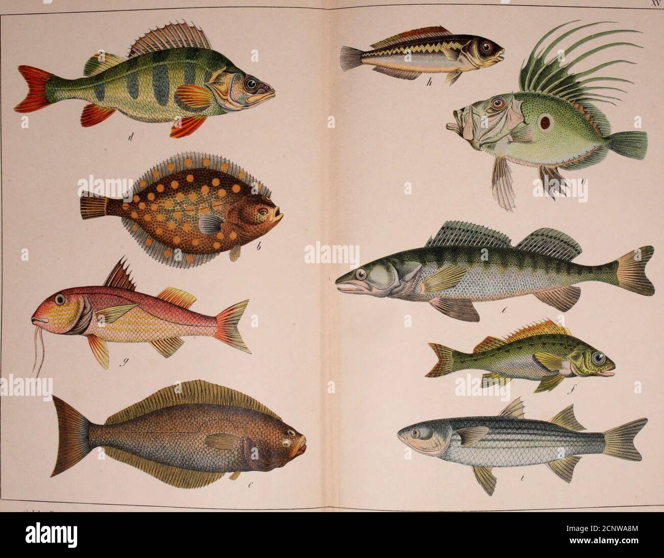 . Naturgeschichte des Tierreiches für den Einsatz von jungen Menschen : in drei Teilen, bestehend aus I. Mammalia : II. Vögel : Teil III. Reptilien, Amphibien, Fische, Insekten, Würmer, Weichtiere, Zoophyten, & c. : mit 91 farbigen Tafeln, darunter ca. 850 Abbildungen, und zahlreichen zusätzlichen Abbildungen im Text . A) blenny.Bttnnius viviparus. b) Bull-Head.Cottus pobio. c) Saugen Fisch.*■ Echineis naucrates. i) Black Goby. k) Grey Gurnard. Gobius ttiger. Triela G«r«„Rhu. d) Roter Skorpionfisch, Skorpane skorpion. E) Makrele.Scomber scomber. f) Tunny.thynnus tkynnus. 1) fliegende Gurnard. G) Stickleback.Ga Stockfoto