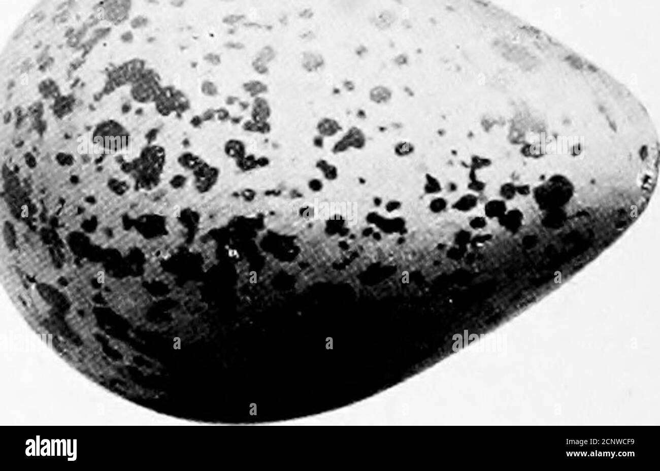 . Nordamerikanische Vögel Eier. Foiive braun. PLOVER. Familie CHARADRIID/t. Plovers sind stouter gebaute Vögel als die der vorherigen Familie, haben einen größeren Kopf, kürzer ■■&lt;. Hals und aber drei Zehen. [269]. Kiebitz. Vaiiellm vanelltis. Eine reichlich vorhandene europäische Art, die versehentlich an der Atlantikküste vorkommt. Es kann leserlich an seinem langen schwarzen Kamm, Blackchin und Kehle, und weiß unter Teilen erkannt werden. Sie brütet in ganz gemäßigtem Europa und legt ihre Teiglinge in Mulden auf den Boden. Die Eierscheren sind ein dunkler gräulicher Buff Boden und mit schwarzen Flecken befleckt. Größe 1.85 x 1.30.. Kirayish i Nordamerika Stockfoto