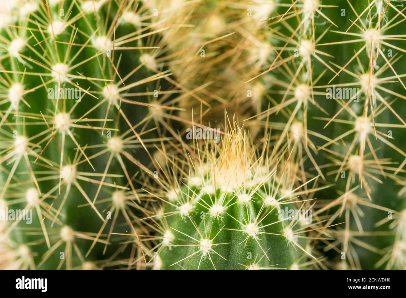 Spiked Textur eines Mini-Kaktus Stockfoto