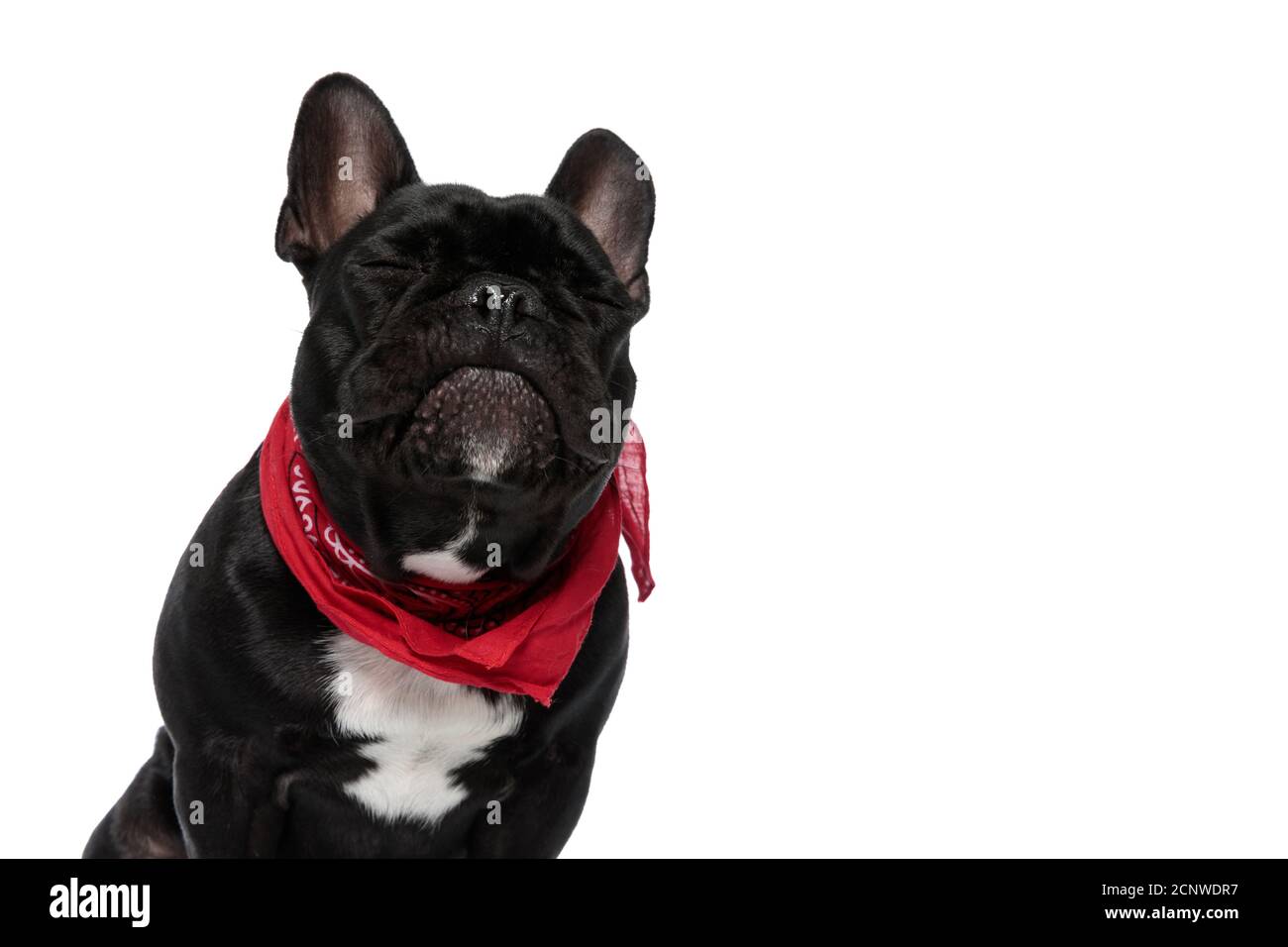 Frenchie Mit Geschlossenen Augen Stockfotos Und Bilder Kaufen Alamy