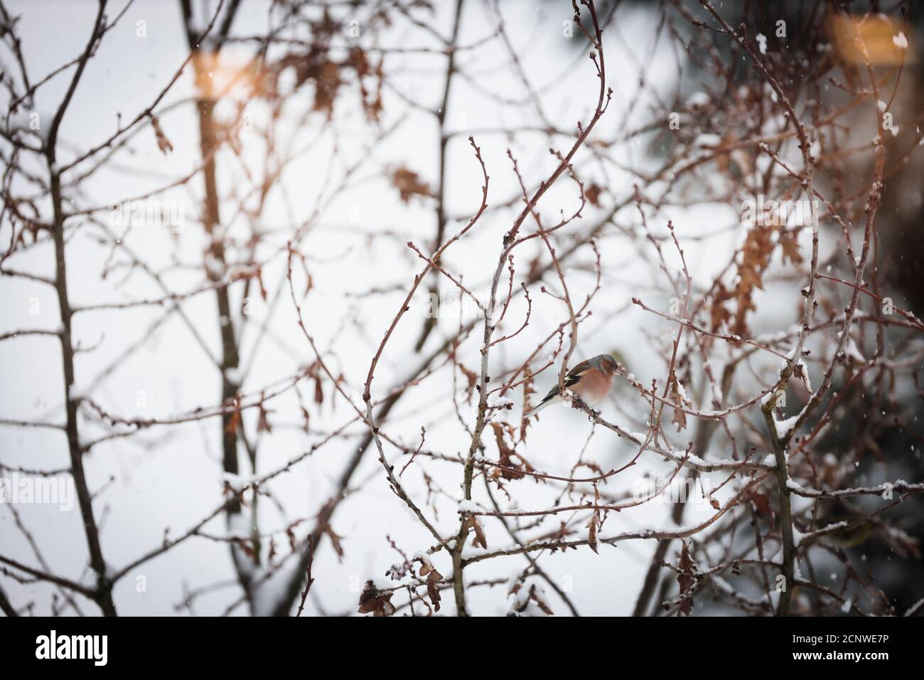 Buchfink in Eiche im Winter Stockfoto