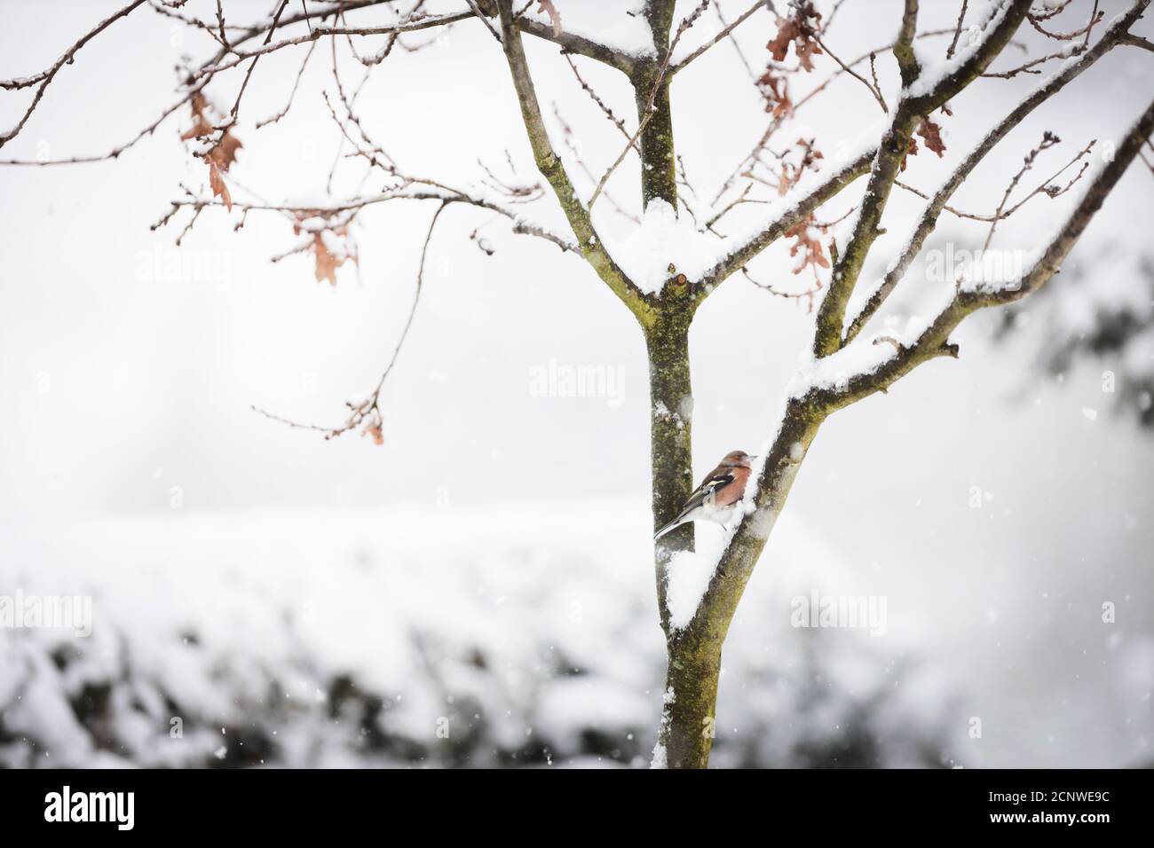 Buchfink in Eiche im Winter Stockfoto