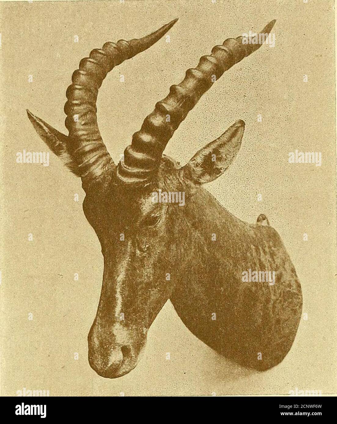 . Aufzeichnungen von großen Spiel mit ihrer Verteilung, Eigenschaften, Abmessungen, Gewichte und Horn & Stoßzäune Messungen . Jäger Hartebeest. Erschossen von Herrn I. N. Dracopoli. KORRIGUM, TIAJVG ODER TOPI 137. Leiter von Korrigum. Aufgenommen von G. Blaine. KORRIGUM, TIANG oder TOPI (Damaliscus corrigum). Korrigum, Bornow. Devvi, Hausa. Hörner mit einer einzigen leicht lyratengekurven. Größe groß. Allgemeine Farbe rötlich mit einer schwärzlichen Flamme auf dem Gesicht und gewöhnlich ähnlichen Flecken auf dem oberen Teil der Vorderglieder, Hüften und Oberschenkel, die in der Form eines Strumpfhalters auf der Innenseite der Gliedmaßen über den Knien und Sprunggelenken ausdehnen. Heck- Stockfoto