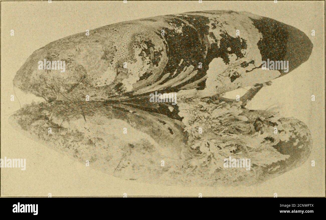 . Kalifornien Fisch und Spiel . d San Francisco Bay. *gedruckt mit Genehmigung des US-Fischereibüros. 114 caLifoknia Fisri und Spiel. In der Struktur tlie sind zwei Arten sehr ähnlich. Äußerlich gibt es die Bivalve-Schale, verengt auf den Unvbo oder Schnabel am vorderen Ende, und an der Rückseite oder Dorsum L angeschlagen) y ein elastisches Stück knorpelähnlicher Substanz, die dazu neigt, die Schale zu öffnen (siehe Abb. L 60, S. Intern wird die Schale mit einer Membran, genannt Mantel, für den Schutz des Tieres im Inneren ausgekleidet; der Mantel l) Ohren die Schale bildenden Drüsen, die beide dienen, um die Größe hinzuzufügen Stockfoto
