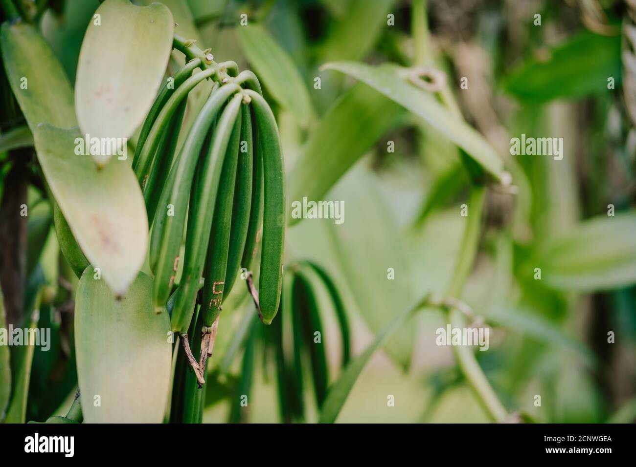 Vanilleplantage. La Digue Insel ländliche Landschaft. Natur der Seychellen Inseln. Stockfoto