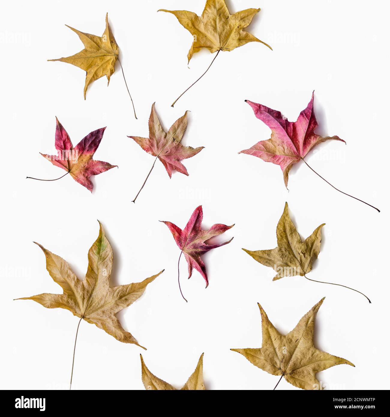 Gelbe Herbstblätter auf weißem Hintergrund, Hintergrund, Textur. Stockfoto