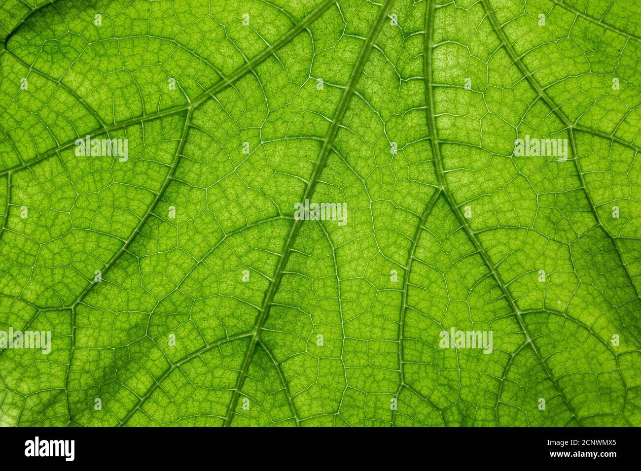 Großes grünes Blatt mit vielen Blattadern Stockfoto
