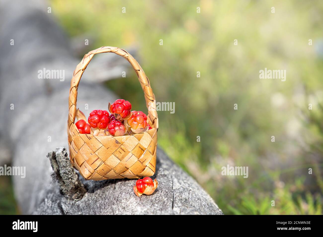 Reife Moltebeeren in einem Korb im Wald. Karelien. Russland Stockfoto