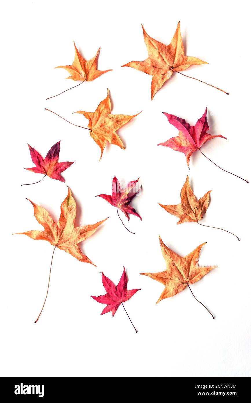 Trockene Herbstblätter auf weißem Hintergrund, Herbstkonzept, Draufsicht, flach liegend. Stockfoto