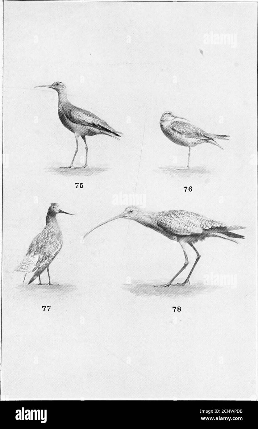 . Unser gefiedertes Spiel; ein Handbuch des nordamerikanischen Spiels Vögel . 71. Hudsonian Godwit.73. Schwarzhalsschnecke, UFERVÖGEL. 72. Marmorierte Gottheit.74. American Avocet. PLATTE XVTI. 75. Hudsonian Curlew.77. Pacific Godwit. LANDVÖGEL, 76. Eskimo Curlew.78. Langschnabelkellee, PLATTE XVIII Stockfoto