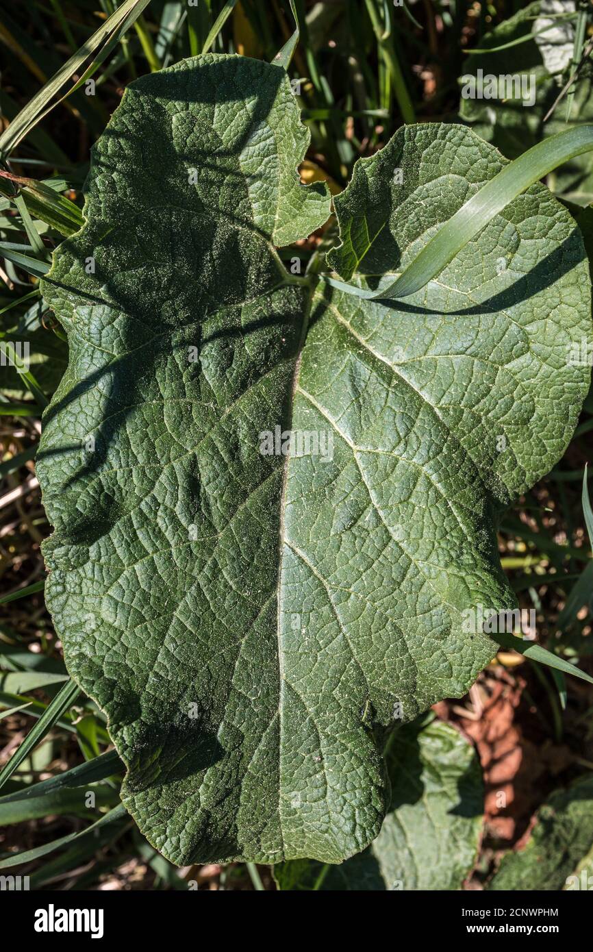 Großes grünes Blatt in der Mitte des Feldes Stockfoto