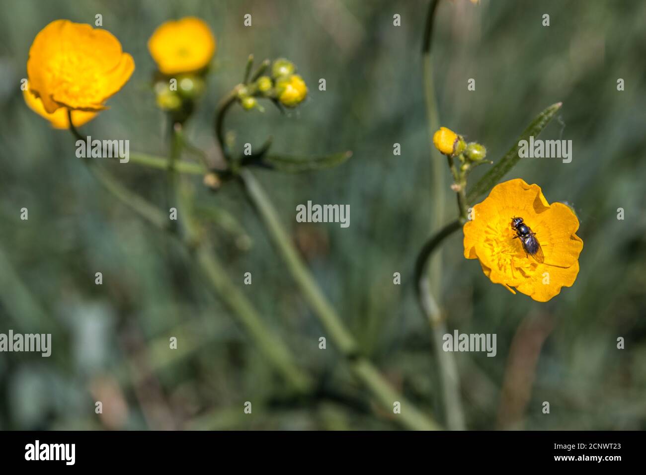 Kleine Fliege auf einer gelben Blume in der Mitte von Die Wildblumenwiese Stockfoto