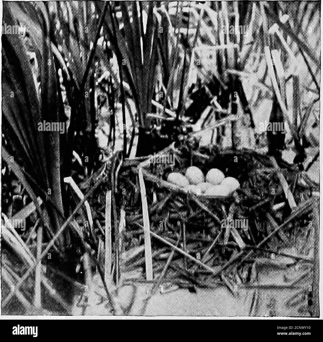 . Unter den Wasser-Geflügel : Beobachtung, Abenteuer, Fotografie : eine beliebte Erzählung über die Wasser-Geflügel, wie in den nördlichen und mittleren Staaten und unteren Kanada gefunden, östlich der Rocky Mountains. Kleine Vögel, in bestreut. Keine weiteren der Grebes-Eier, fand ich, hatten geschlüpft, aber die Elcheierschalen waren verschwunden, wie auch der Jüngling.eine der Schalen fand ich etwa zehn Meter vom Nest entfernt, schwebend unter dem Schilf, wohin der Oldvogel sie zweifellos getragen hatte. Diese largeGrebe scheint nicht sehr häufig inDakota, obwohl Imet es sparinglyin den größeren Süßwasserseen. Überall in der Prärieschluchte NE Stockfoto