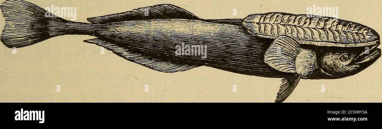 Dogfish Teeth Stockfotos Und Bilder Kaufen Alamy