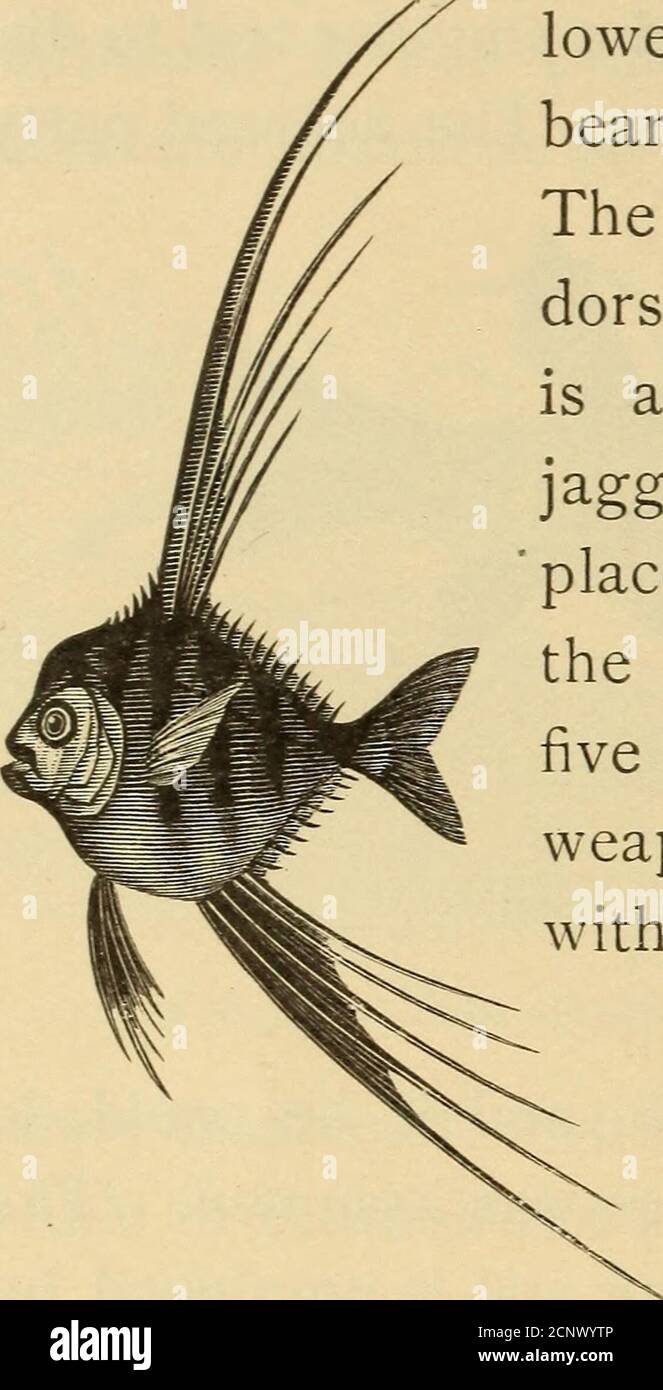 . Halbe Stunden mit Fischen, Reptilien und Vögeln. Ereignis sie von leicht geschwommen werden. Der kleine Schuppenfisch (Abb. 44)trägt einen so zackigen Rücken auf dem Rücken.der Dogfish hat einen Rücken vor der Eachdorsflosse, während der Port Jackson Sharkis ähnlich bewaffnet ist. Die gezackten, sägezahnten Darts in den Strahlen werden an der Basis des Schwanzes platziert, einer über dem anderen, der längste ist vier oder fünf Zoll in der Länge und ein formidableapon. Der kleine Stichling ist mit Stacheln, die in verschiedenen Direktionen vorstoßen, während die Welse eine Aufrüstung von Speeren haben, die jeder Fischer entdeckt hat Stockfoto