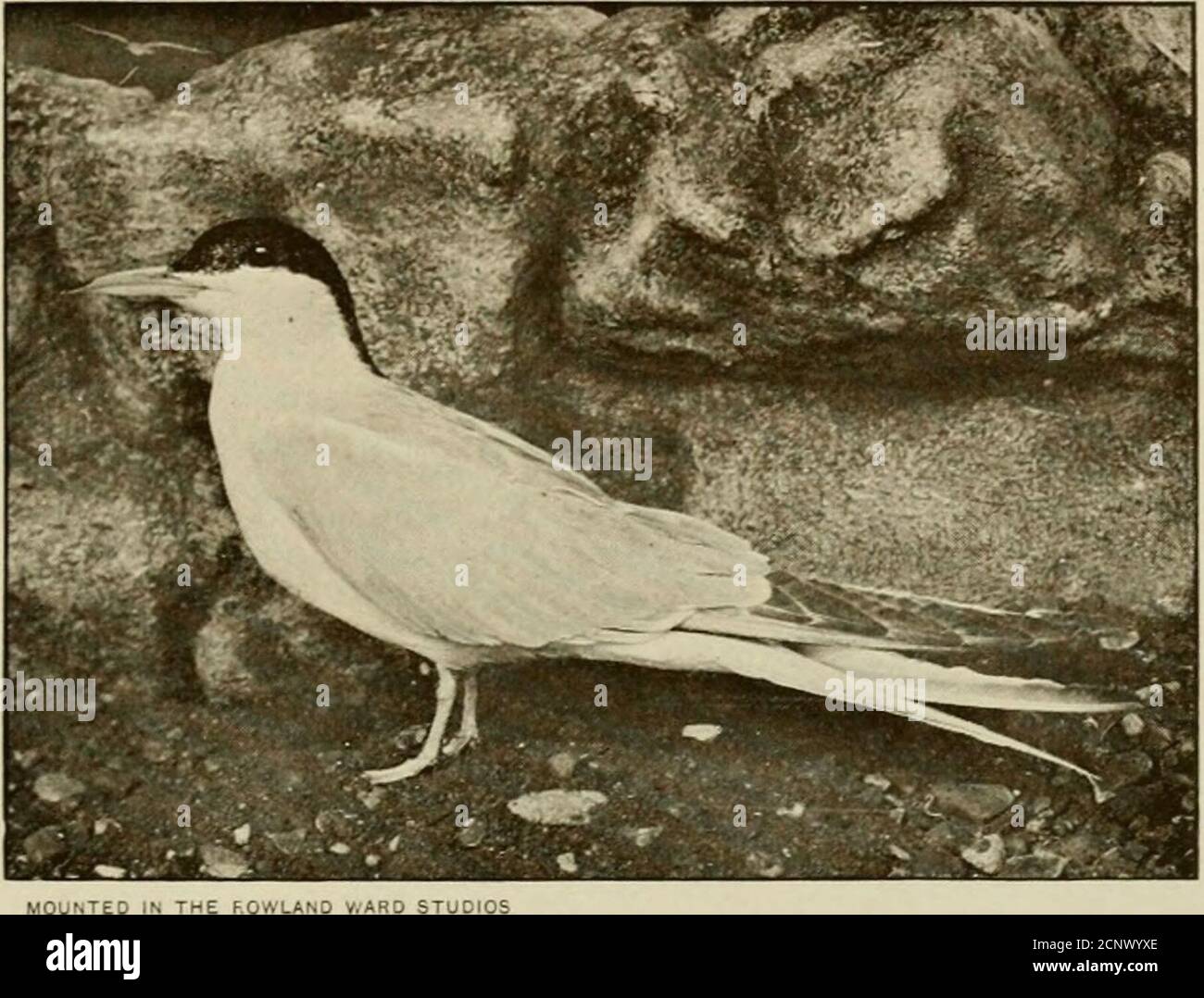 . Das britische Vogelbuch des Sportlers . THC ROWLAND WARD STUOIOS GULL-BILLED TEKN (MALZ: IN SUMMKR). SEESCHWALBE 171 Aschgrau auf weißem Grund ersetzen das Schwarz von Kopf und Nacken; diese Streifen bilden jedoch einen Fleck um das Ohr.unreife Vögel haben das Gefieder gesprenkelt und gestreift mit braunem und mit Buff getönten Ballen oben, und der Schnabel und die Beine hornfarben. Bei der gemeinen Seeschwalbe, früher als SternaJiintndo bekannt, einem Namen, der anscheinend zu einer arktischen Art gehört), kommen wir zum typicalrepresentative der Gattung Sterna, und damit der gesamten Unterfamilie. In c Stockfoto