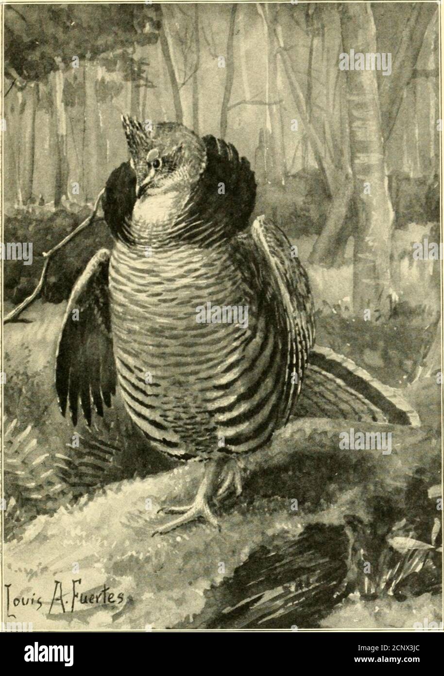 . Upland Wildvögel . Kopf, das clean-cut-Profil, ausdrucksstarke Augen, Lippen getrennt in muteexpectancy, komplett wie perfekt ein Bild von - EIN Bank-Sieger, haben Sie gesagt.? Mann! Worüber redest du ? Shesworthy der Bank in Ordnung - Schuppen schmücken sie zu ! Aber habe ich sie wirklich nach dem Zeigerstandard beschrieben. Ihr Götter! Na ja, jedenfalls hat es keinen Sinn, sie dort stehen zu lassen. Die restliche Figur sieht aus wie ein Tramp in seinem schmuddeligen Gewand, aber es fühlt sich an wie ein König für den Augenblick mindestens. Der Apfel seines Auges ist der große Weißhund; der Krabbenapfel seines anderen Auges ist das kauernde Weibchen zum ri Stockfoto