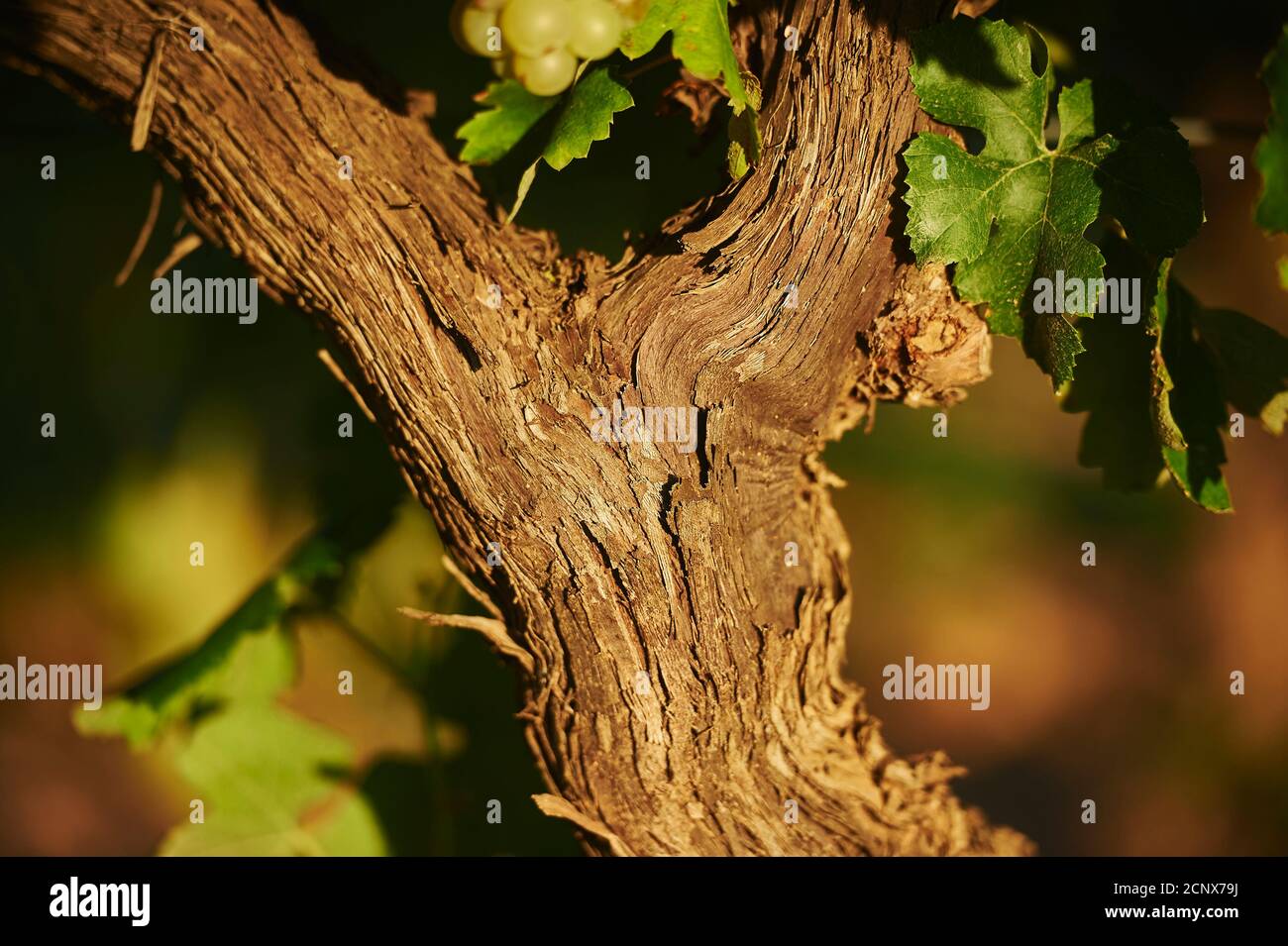 Weinrebe, Weinberg, Provinz Tarragona, Katalonien, Spanien, Europa Stockfoto