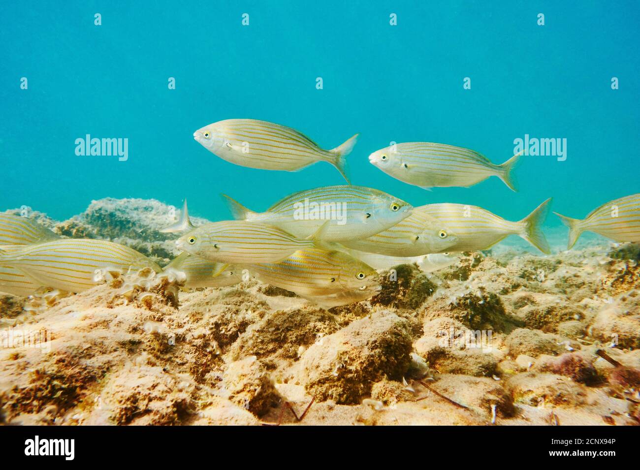 goldwelt (Sarpa salpa), Meer, Unterwasser, seitwärts, schwimmen Stockfoto