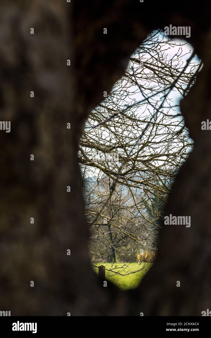 Großes Loch in einem alten Apfelbaum Stockfoto