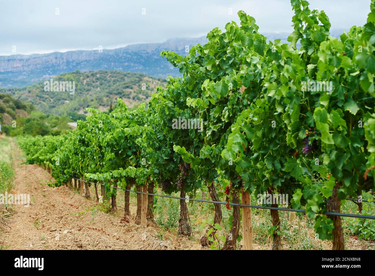 Landschaft, Weinberg, Provinz Tarragona, Katalonien, Spanien, Europa Stockfoto