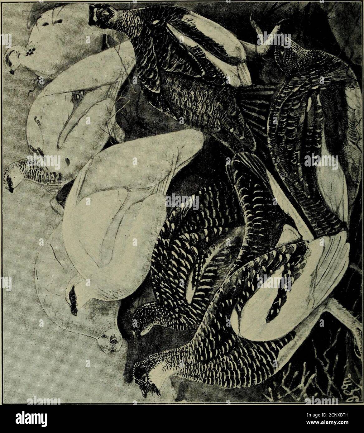 . Wildvögel und Schießen-Skizzen: Illustriert die Gewohnheiten, Modi der Erfassung, Stufen des Gefieders und die Hybirds & Sorten, die unter ihnen auftreten. PAKMIGAX Stockfoto