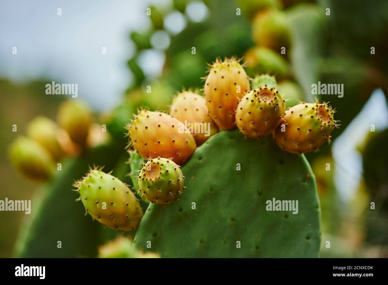 Kaktusbirne (Opuntia ficus-indica), Früchte, Katalonien, Spanien, Europa Stockfoto