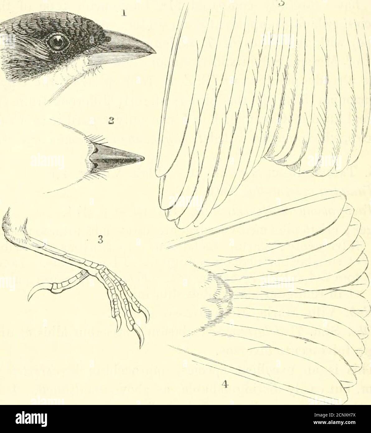 . Ibis . attrii, SED alarum tectricibus albis et uro-pygio fulvescente diversus. Dies ist eine ausgezeichnete Art, nähert sich T. delattrii informieren, aber leicht unterscheidbar, wie oben erwähnt. Ich danke Herrn v. Pelzeln sehr dafür, daß er mir die typischen Exemplare aus Wien zur Prüfung geschickt hat. 6. Nesospingus speculiferus. Chlorospingus speculiferus, Lawr. Ibis, 1875, S. 383, pi. ix.Abb. 1; Gundl. J. f. O. 1878, S. 168 vom 1882, S. 161 (Nest), Etan. Soc. Esp. H. N. 1878, S. 190. Oben fast gleichförmig dunkel erdig braun; Kopf ratherdunkler, und mit Anzeichen von Längsstreifen auf der Spitze; Stockfoto