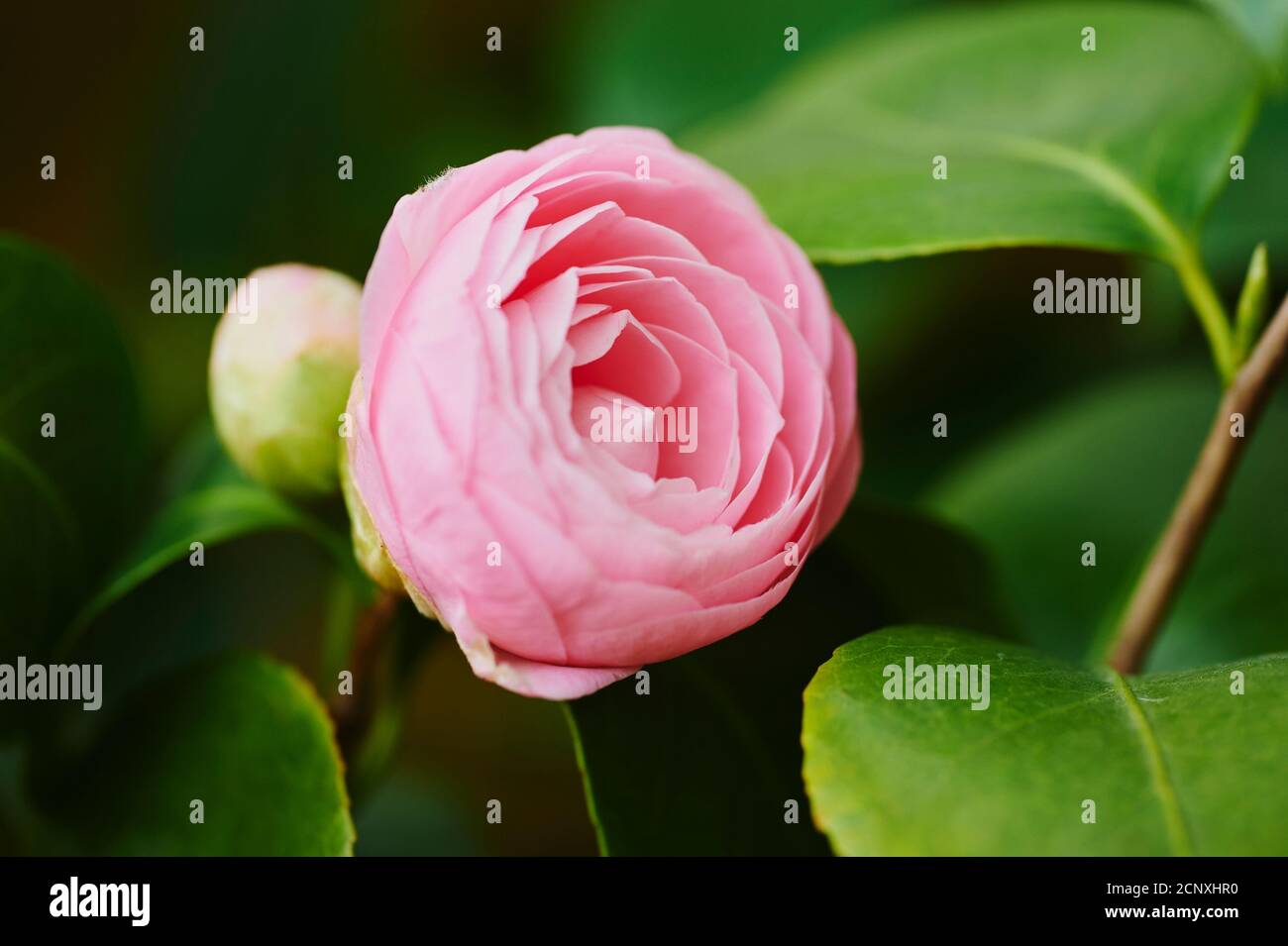 Perle maxwell, Kamelie (Camellia japonica), Blume, Nahaufnahme Stockfoto