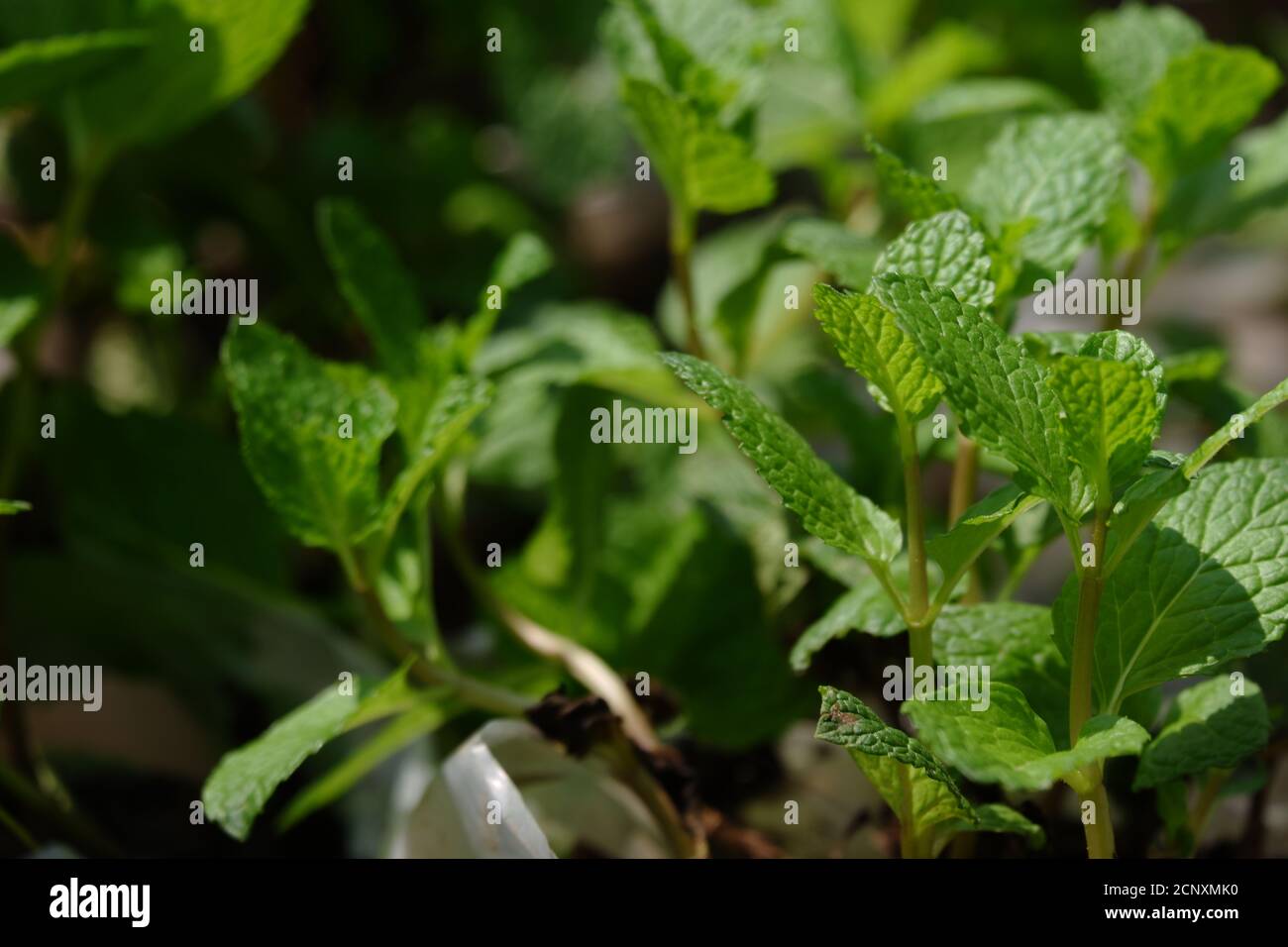 Nahaufnahme von frischen Pfefferminzblättern. Es ist eine hybride Minze, eine Kreuzung zwischen Wasserminze und Spearmint. Die Pflanze ist nun weit verbreitet und kultiviert Stockfoto