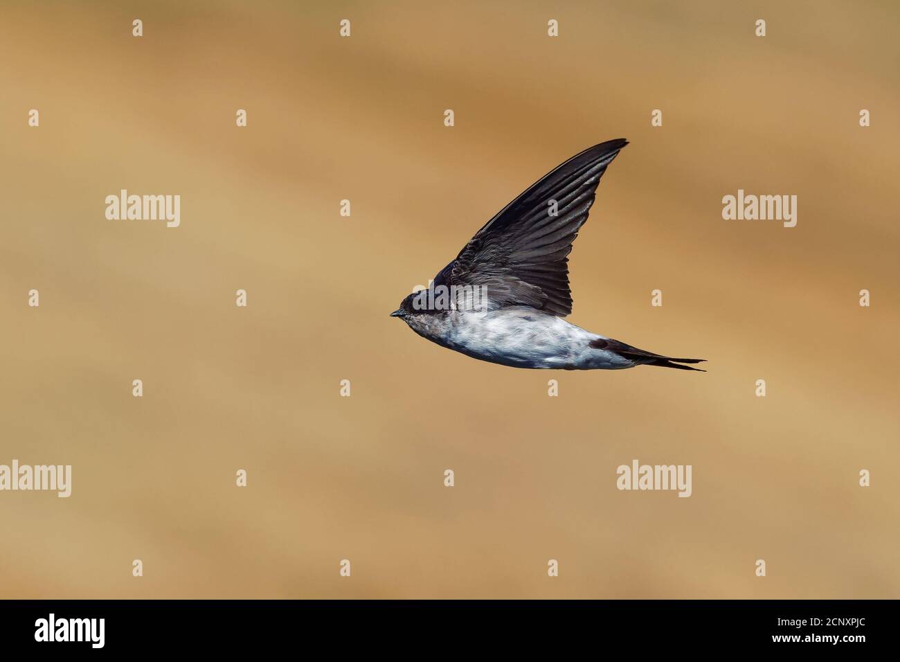 Common House-Martin - Delichon urbicum schwarz und weiß fliegender Vogel, der Insekten isst und jagt, auch nördliches Haus martin genannt, Schwalbenfamilie, bree Stockfoto