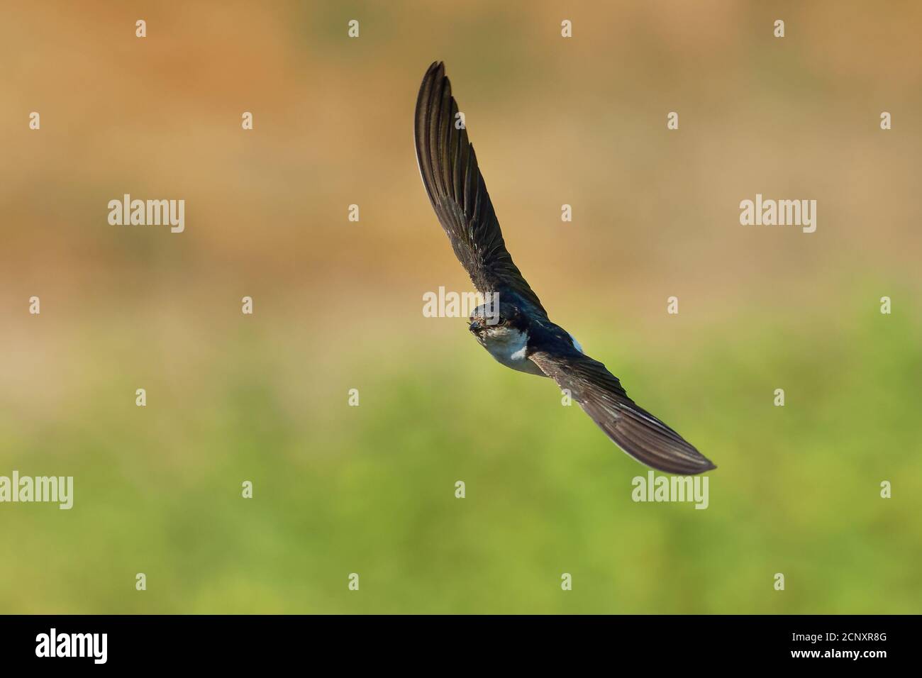 Common House-Martin - Delichon urbicum schwarz und weiß fliegender Vogel, der Insekten isst und jagt, auch nördliches Haus martin genannt, Schwalbenfamilie, bree Stockfoto