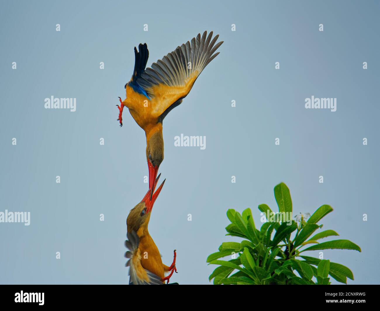 Storchschnabel-Eisvogel (Pelargopsis capensis) - Baum Eisvogel im tropischen indischen Subkontinent und Südostasien verteilt. Kampf gegen Colourfu Stockfoto