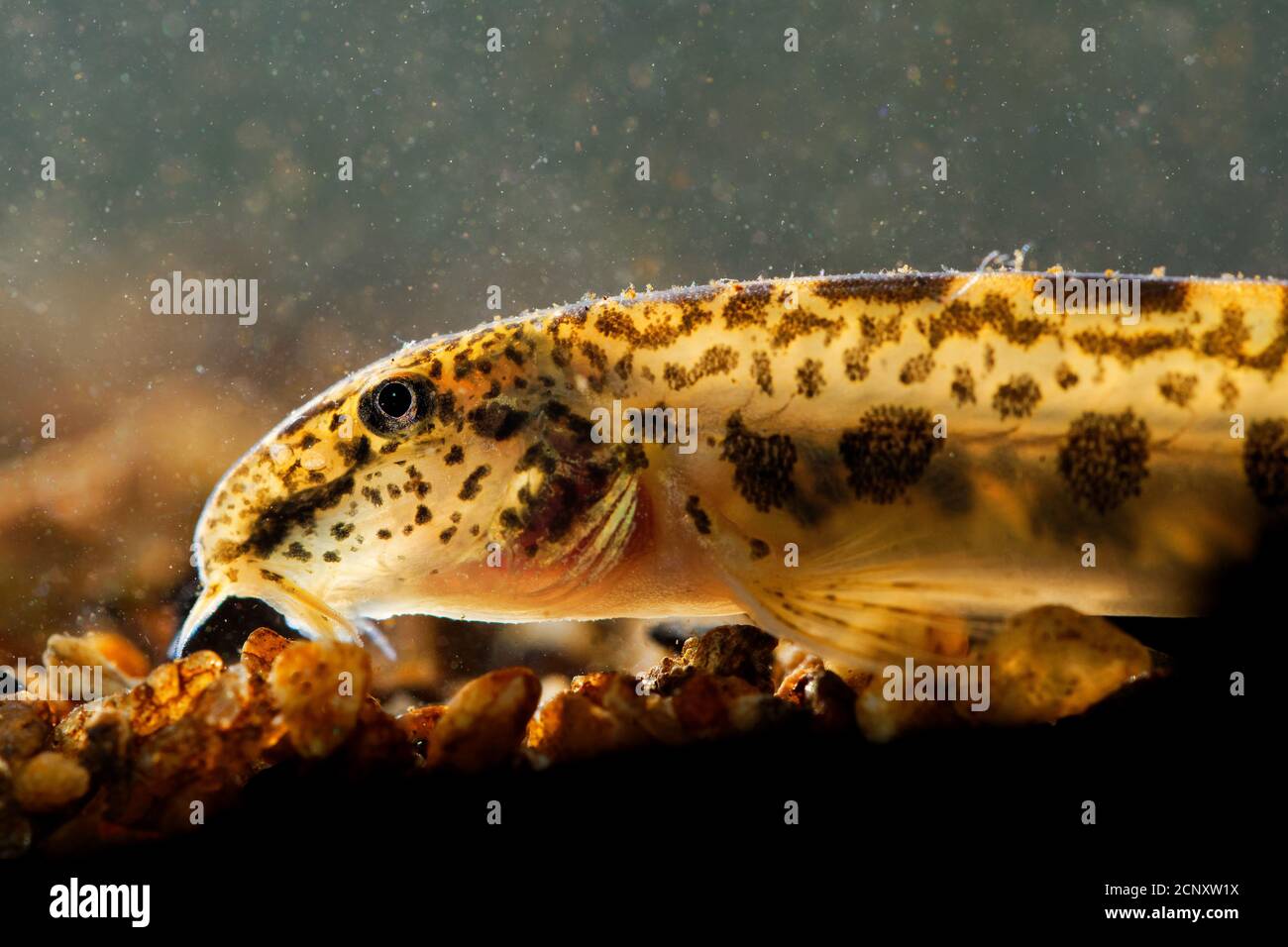 Goldstachelloach - Sabanejewia balcanica ist eine Gattung von Rochenflossen in der Familie Cobitidae. Sehr ähnlich (das gleiche Aussehen) wie Rumänisch, Balkan, A Stockfoto