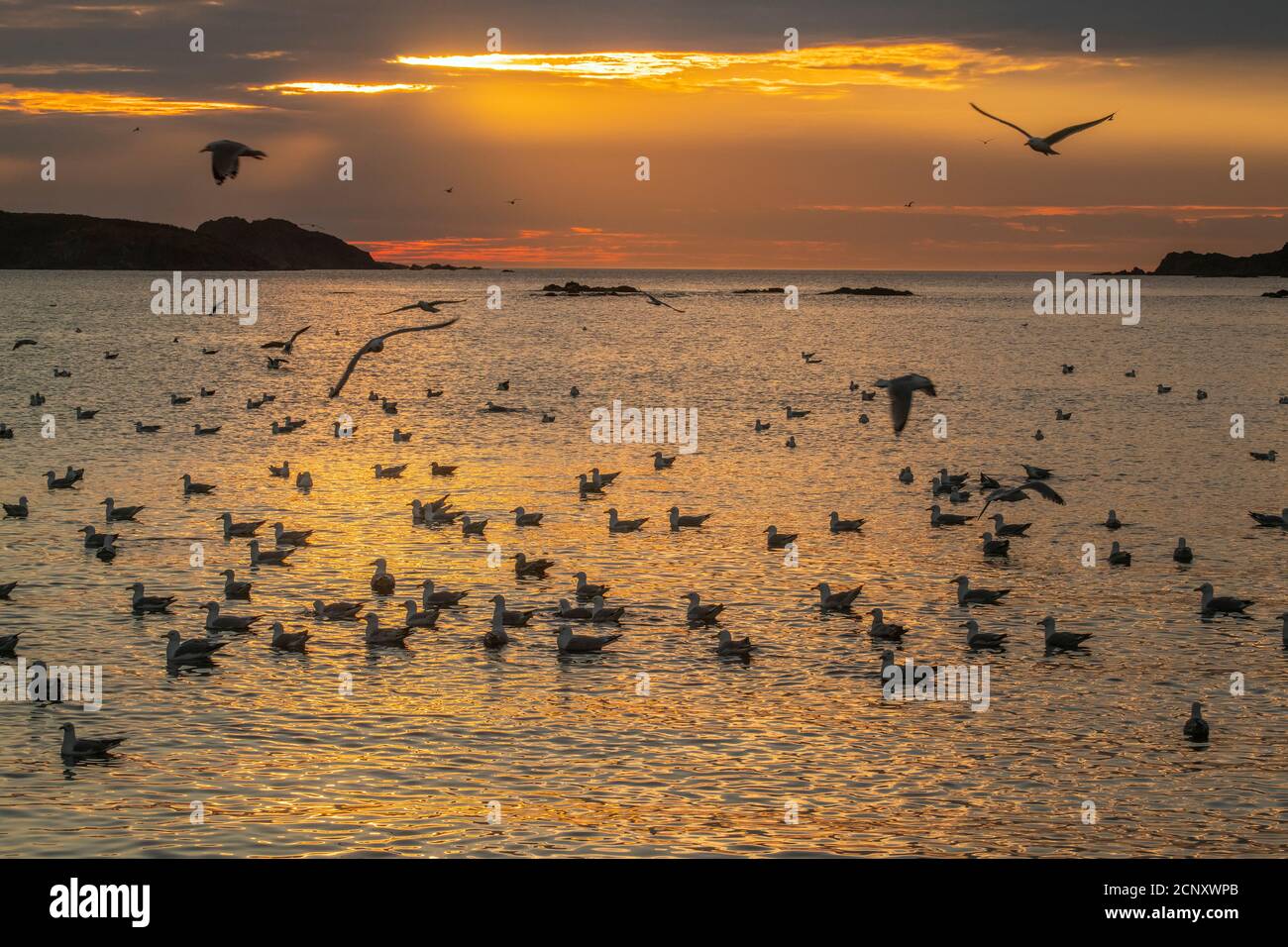 Schar von Möwen angezogen und Fütterung auf Laichpfelin, Wild Cove, Neufundland und Labrador NL, Kanada Stockfoto