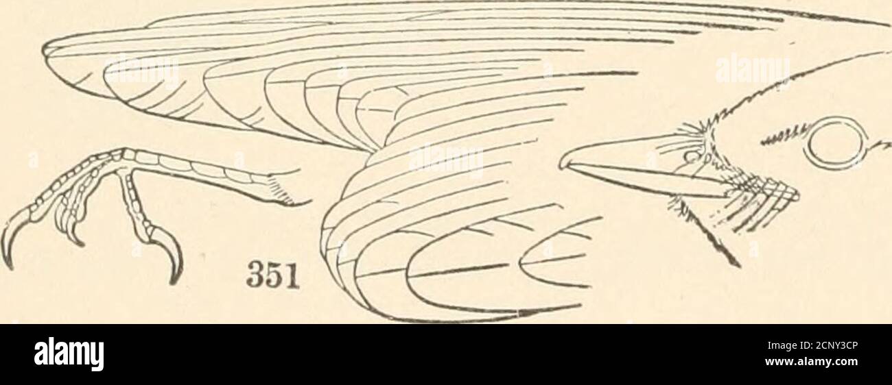 . Die Vögel des östlichen Nordamerika bekannt, östlich des neunzehnten Meridian auftreten .. . Bill, stark, eingekerbt nahe dem Ende, und entschieden eingehakt; tarsus, scutel-spät; Schwanz, gerundet. Aber zwei Arten kommen bei uns vor, beide gräuliche Vögel mit schwärzlichen Flügeln aud Schwanz, und ein dunkler Streifen durch das Auge. Familie LANIID/E. Würger. Siehe Seite 270. Schnabel abgeflacht, breit an der Basis; Spitze, mit kleinem Haken; zahlreiche schwarze Borsten an der Basis des Schnabels; Rückseite des tarsus, abgerundet; Flügel, länger als Schwanz; erster Primär, nicht sehr kurz, gewöhnlich länger als der sechste. 0--. Stockfoto