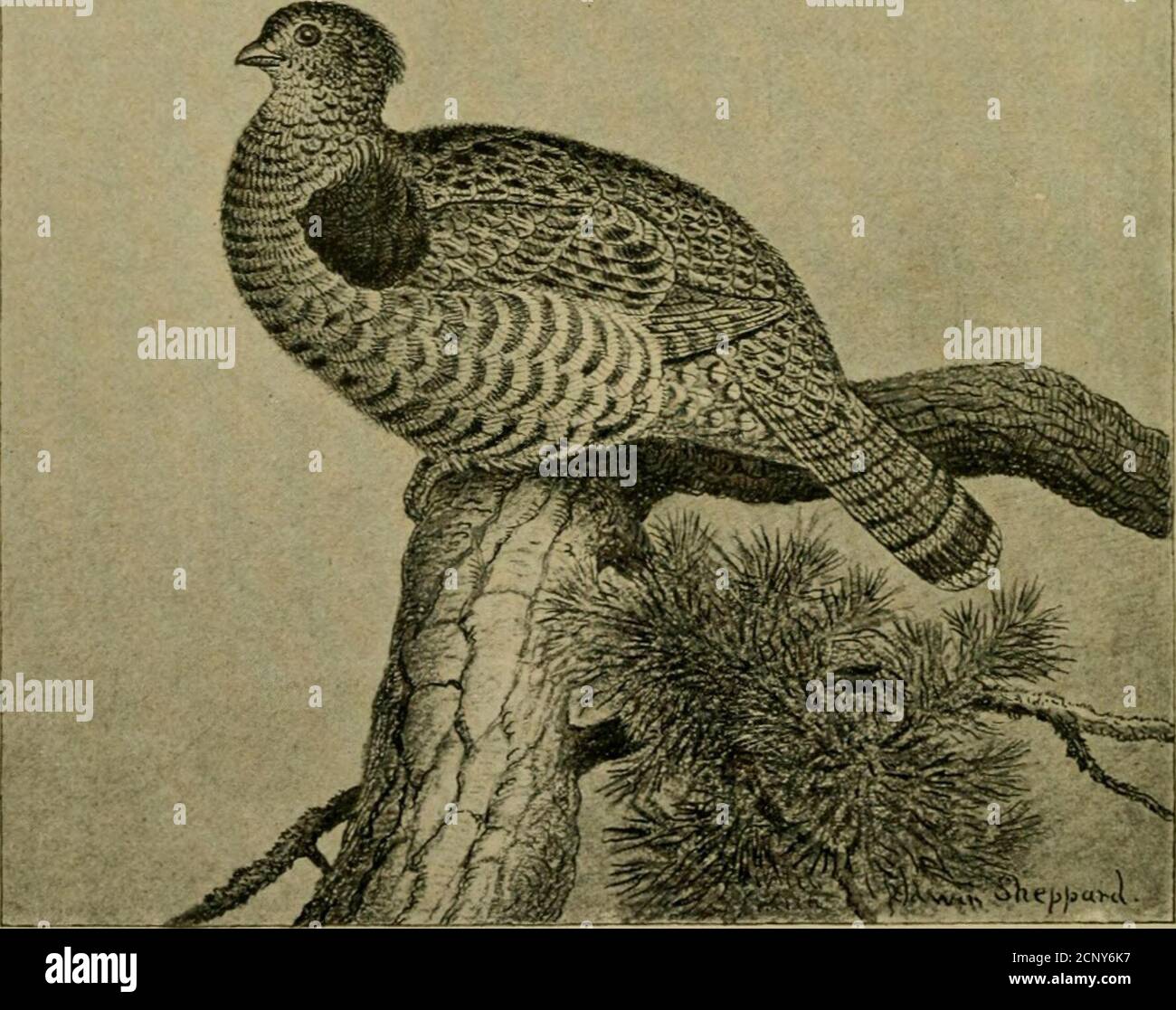 . Die gallinaceous Wildvögel Nordamerikas, einschließlich der Rebhühner, Birkhühner, Schneehuhn, und wilde Puten . mit braunen ausgestanzt; Unterteile, Buff am engsten, weiß an den übrigen Teilen, mit braunem, dunkelsten und am auffälligsten an den Flanken, und knapp unter der Kehle; unter Schwanzdecken, Buff, mit schwärzem und mit V-gestaltertem weißen Fleck an der Spitze; Schwanz, grau oder gelblich braun; Etwas rostig, mit Schwarz gesprenkelt und von unregelmäßigen Buff-Bändern durchzogen, oben von Schwarz umrandet, und einem breiten, unterterminalen schwarzen Band, oben und unten umrandet, mit Grau, mit Schwarz gesprenkelt, deroberen grauen Stabbor Stockfoto