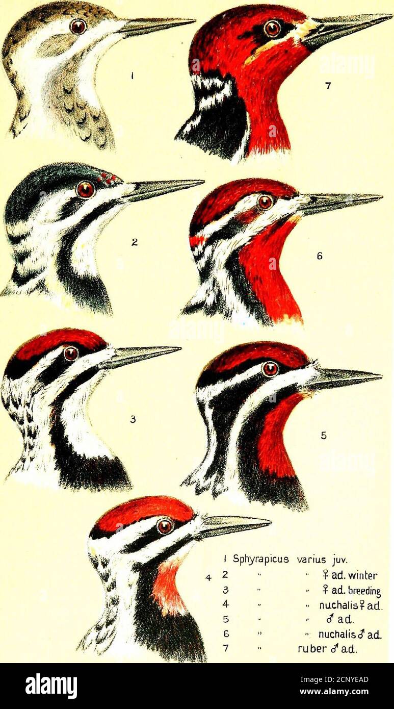 . Evolution der Farben der nordamerikanischen Landvögel . Agelaius tricolor^ Sommer A^elaius ^ubernator ^ Winter MC.A.K. .■;-■■.ePITrj;/.t rffr- ■ ^. ** PLATTE XV. I Sphyrapicus varius juv.4 2 ■■ ^ ad. Winter 3 •■ •• ? Ad. Zucht 4 Nuchalis?ail. 5 ■ CJ*-Anzeige. G nuchalis(?ad. 7 ruberd*ad. Del.C.A.K. in.tJimiv iW-X S.F. PLATTE XVI Stockfoto