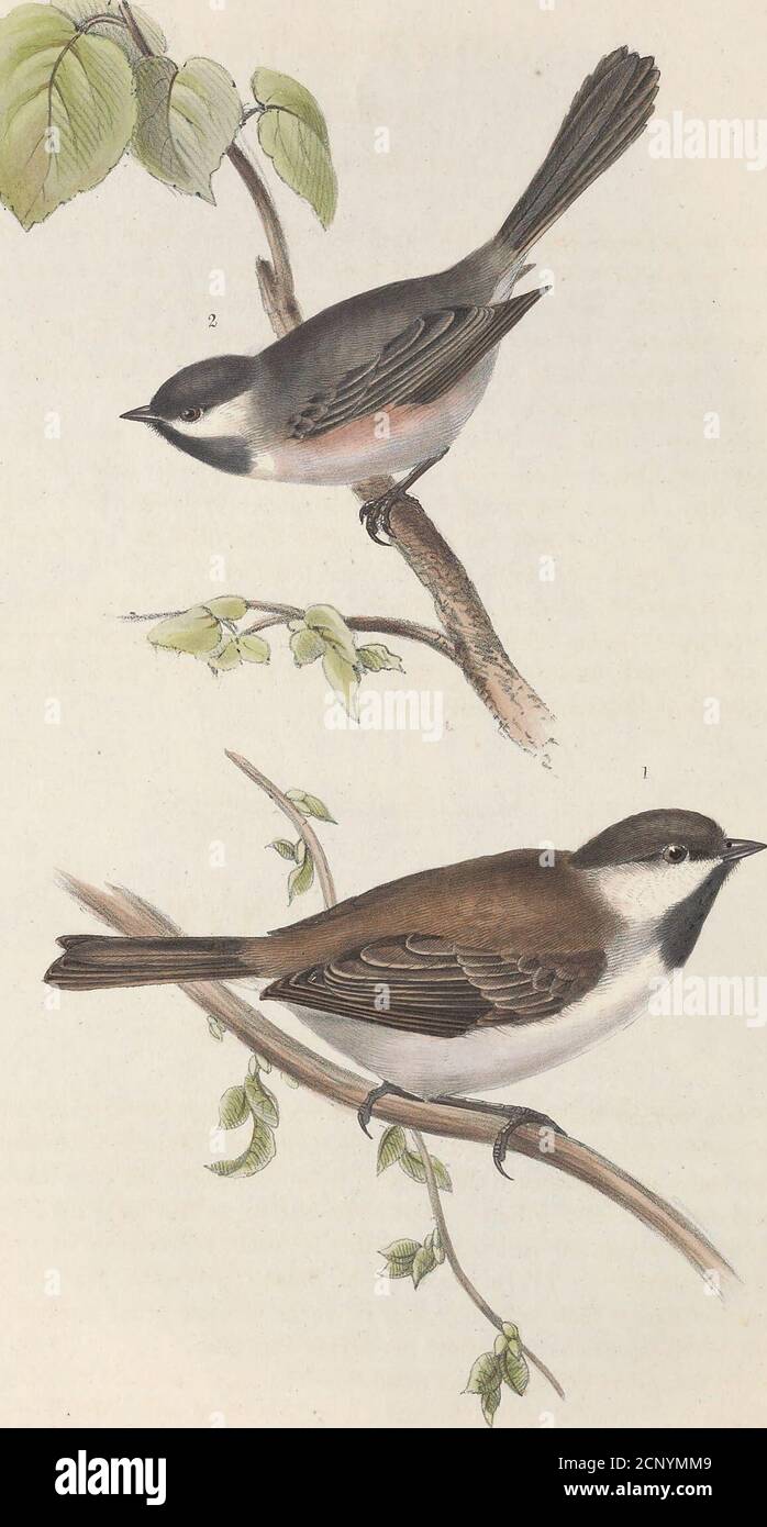 . Die Vögel Europas . nsist, ob tierisch oder pflanzlich, seine Verdauungskräfte werden einer großen Vielfalt apparent angepasst. Auf der Annäherung des Frühlings- es wird laut und unruhig, betaking sich zu den oberen Zweigen der hohen Bäume, wo es seine harte Note für den Tag zusammen ausgibt: Die Note ähnelt stark dem Geräusch, das durch das Filingeiner Säge oder das Knarren eines Tores auf rostigen Scharnieren gebildet wird. Es baut ein Nest in den Löchern der verfallenen Bäume, in den Spalten der Wände, oft im verlassenen Nest einer Krähe, ein Bett der Kühe Haare und Federn, die den Behälter der Eier; diese variieren in der Zahl von ei Stockfoto . Die Vögel Europas . nsist, ob tierisch oder pflanzlich, seine Verdauungskräfte werden einer großen Vielfalt apparent angepasst. Auf der Annäherung des Frühlings- es wird laut und unruhig, betaking sich zu den oberen Zweigen der hohen Bäume, wo es seine harte Note für den Tag zusammen ausgibt: Die Note ähnelt stark dem Geräusch, das durch das Filingeiner Säge oder das Knarren eines Tores auf rostigen Scharnieren gebildet wird. Es baut ein Nest in den Löchern der verfallenen Bäume, in den Spalten der Wände, oft im verlassenen Nest einer Krähe, ein Bett der Kühe Haare und Federn, die den Behälter der Eier; diese variieren in der Zahl von ei Stockfoto