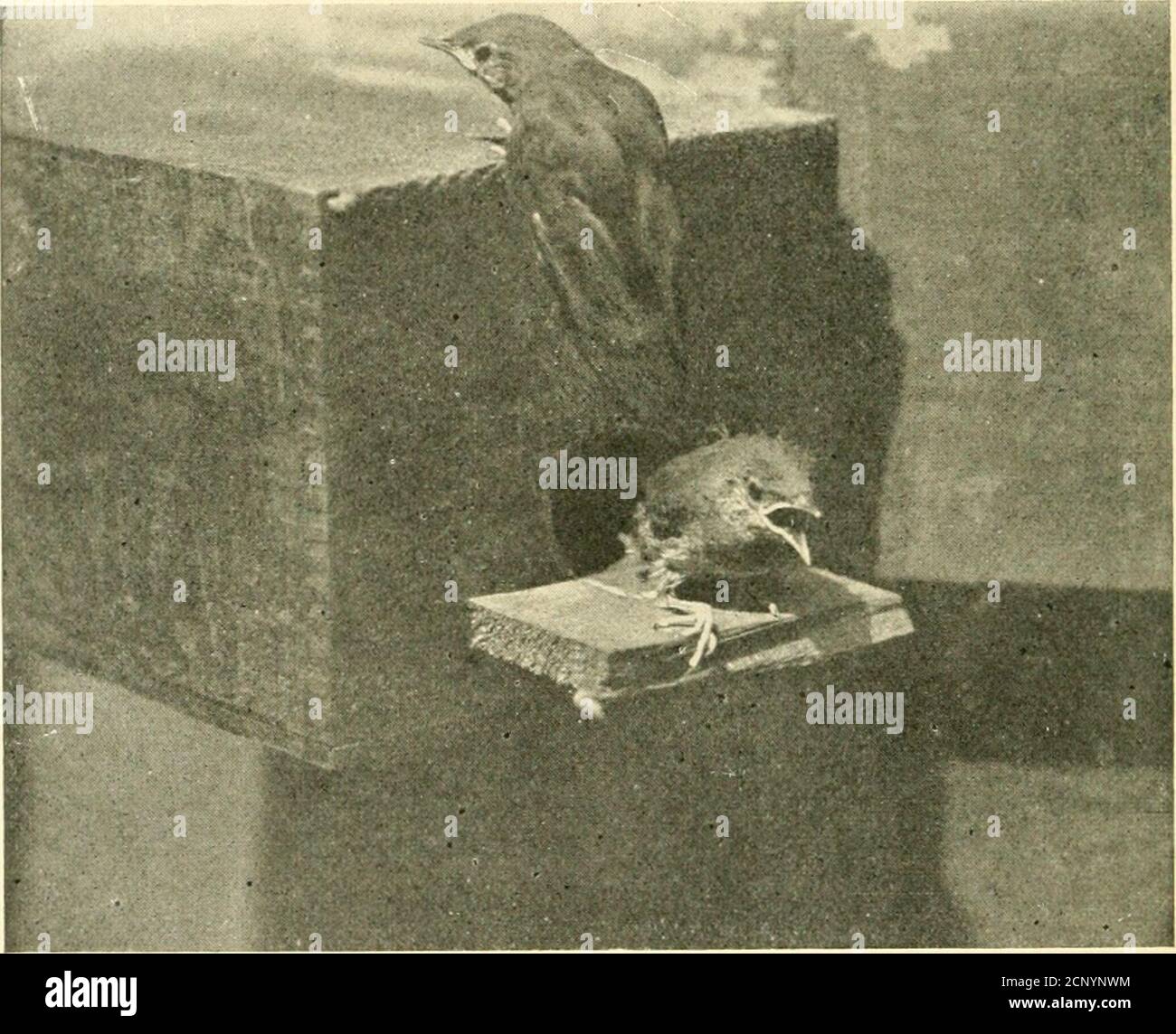 . Wie man die Vögel anziehen und andere Gespräche über