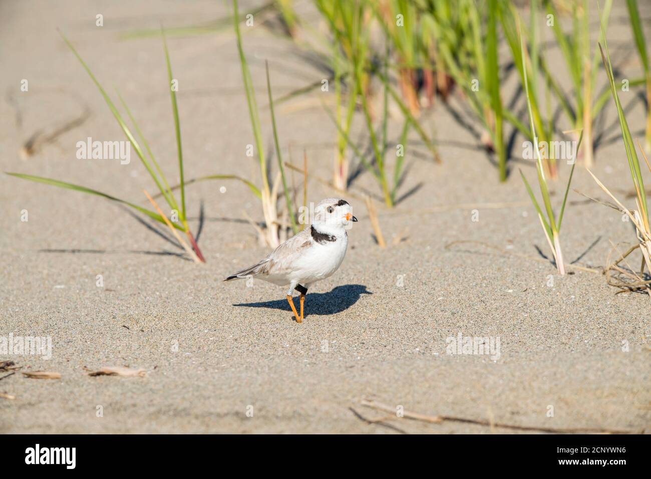 Paspelierpfrover (Charadrius melodus), J.T. Cheeseman Provincial Park, Neufundland und Labrador NL, Kanada Stockfoto