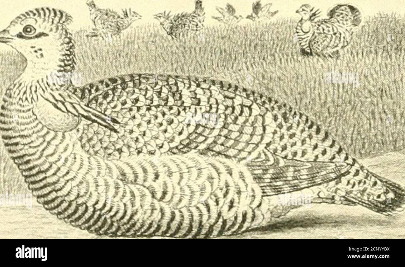. Die gallinaceous Wildvögel von Nordamerika, einschließlich der Rebhühner, Birkhühner, Schneehuhn und wilde Puten .. . eeye; Unterteile, weiß, mit braunem oder schwärzem Braun verbarrt; Flanken, mit schwärzem Braun verbarrt, und Buff; unter Schwanzdecken, weiß, an der Spitze mit Braun umrandet und mit dunklem Braunand besäumt; Schwanz, braun, dunkelster an medianen Federn und mit Weiß angetippt; Große Sack von loser Haut, in der Lage Inflation beneiden langen Hals Federn. Gesamtlänge, ca. i8 Zoll; Flügel, 9;Schwanz, . Erwachsene weiblich. - ähnelt dem Männchen, ist aber ohne den Necksac, hat die Halsbüschel sehr kurz oder rudim Stockfoto