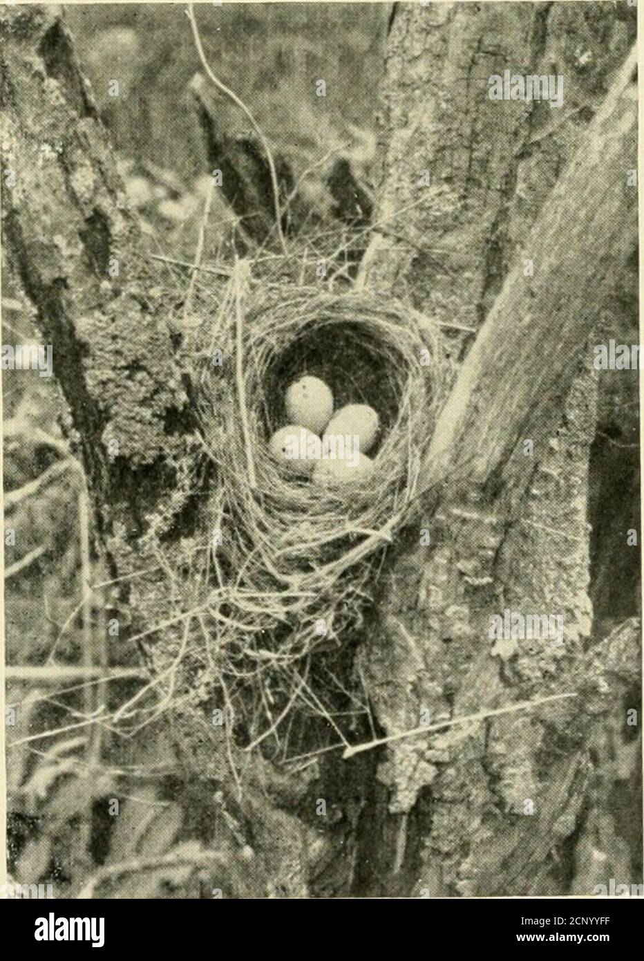 . Wie man die Vögel anzieht: Und andere Gespräche über Vogelnachbarn. Die Baltimore Oriole macht einen einzigartigen Beutel aus feinen Gräsern, Haaren, Schnur, Pflanzenfasern, Daunen, Wolle oder Baumwollstreifen, die zahlreichen Mater-ials zu einem dünnen, aber wunderbar starken Material zu filzen, das weder Stürme noch das Gewicht einer Familie zerreißen kann, wo es von der Spitze eines hohen Astes weit jenseits der Reichweite von Schlangen und kleinen Jungen hängt – Gleichermaessig unwillkommene Besucher aus der Vogelperspektive.Vögel sind über die Materialen ihrer Nester überaus besonders; selbst die faul, amourösen doverejects ein Stick Bevorzugung zu Anot Stockfoto . Wie man die Vögel anzieht: Und andere Gespräche über Vogelnachbarn. Die Baltimore Oriole macht einen einzigartigen Beutel aus feinen Gräsern, Haaren, Schnur, Pflanzenfasern, Daunen, Wolle oder Baumwollstreifen, die zahlreichen Mater-ials zu einem dünnen, aber wunderbar starken Material zu filzen, das weder Stürme noch das Gewicht einer Familie zerreißen kann, wo es von der Spitze eines hohen Astes weit jenseits der Reichweite von Schlangen und kleinen Jungen hängt – Gleichermaessig unwillkommene Besucher aus der Vogelperspektive.Vögel sind über die Materialen ihrer Nester überaus besonders; selbst die faul, amourösen doverejects ein Stick Bevorzugung zu Anot Stockfoto