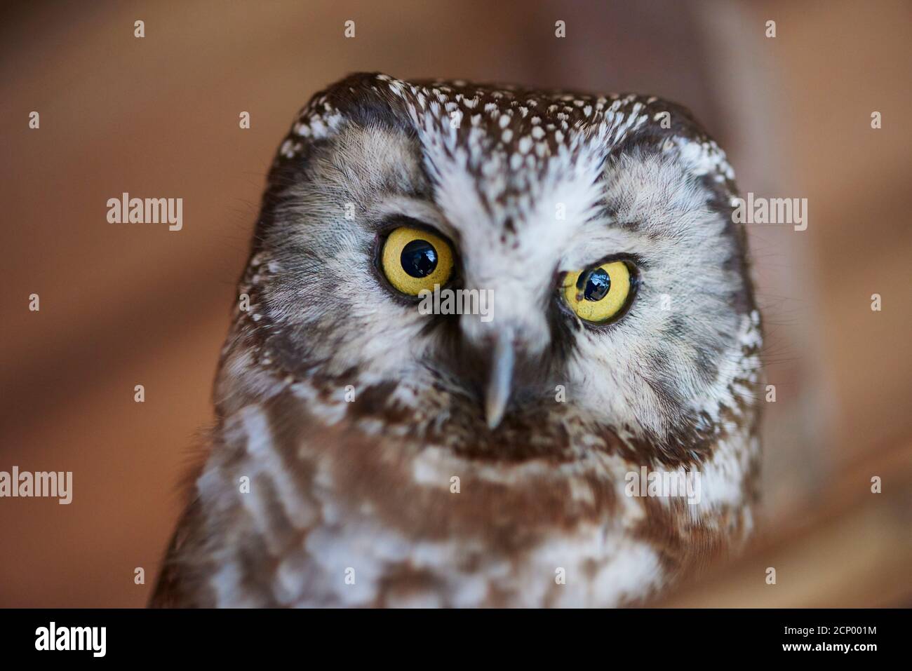 Kleine Eule (Aegolius funereus), Tierportrait, frontal, Blickkamera Stockfoto