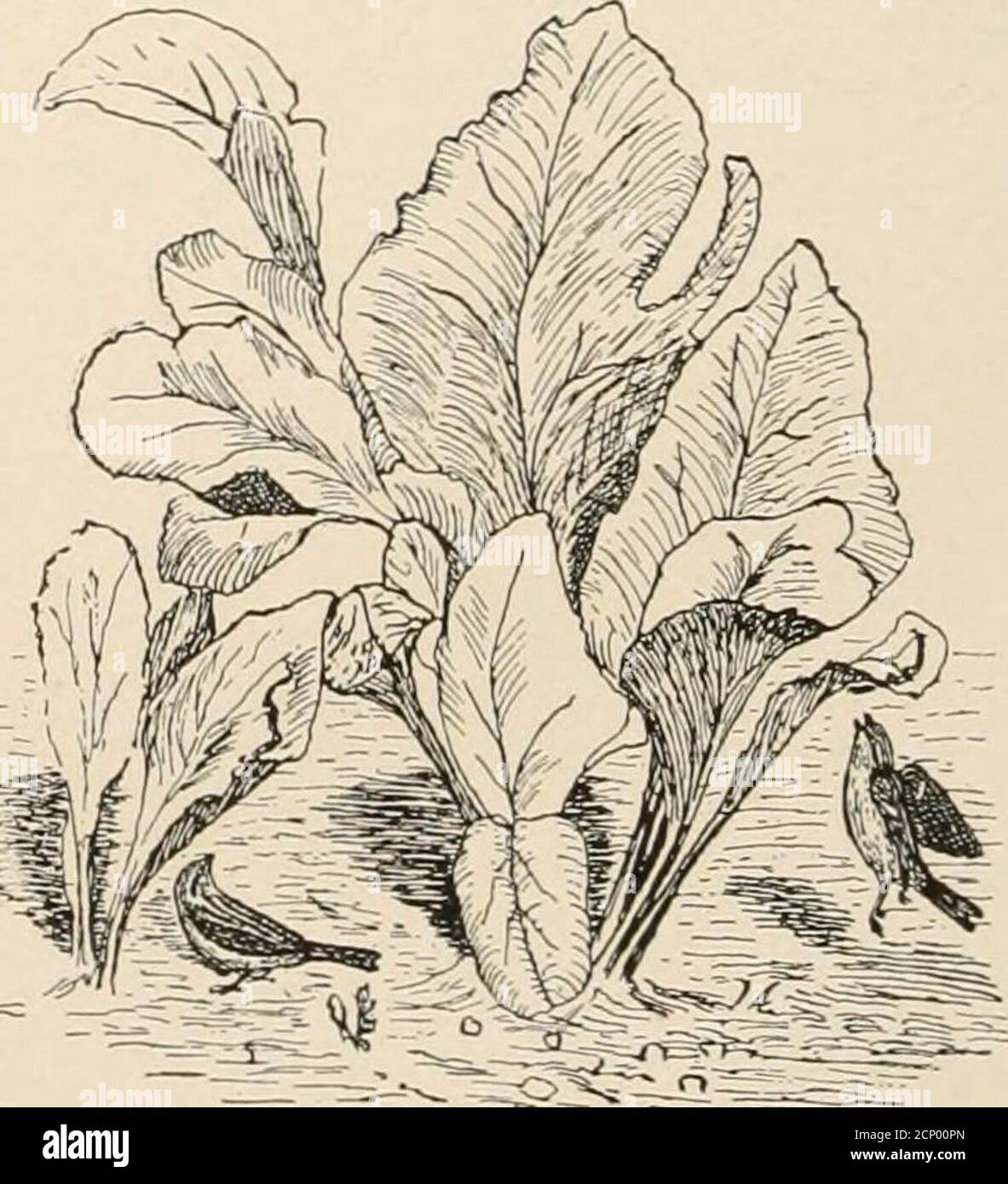 . Nützliche Vögel und ihr Schutz. Mit kurzen Beschreibungen der häufigsten und nützlichen Arten von Massachusetts, mit Konten ihrer Ernährungsgewohnheiten, und ein Kapitel über die Mittel der Anziehung und Schutz von Vögeln. Hebronschwanz Motte, das Zelt Raupe, und die der Tus-Sock Motte. Nachtaktive Motten, insbesondere Arctians, und Tineid Motten werden in der Luft gefangen. Johannisbeerwürmer kommen nicht zusammen. Sie ist zerstörerisch für die Kabeljaumlinge und deren Motten der Zeltraupe und der Waldzeltraupe.insgesamt, achtunddreißig Prozent, der Nahrung des ChippingSparrow besteht aus tierischen ma Stockfoto