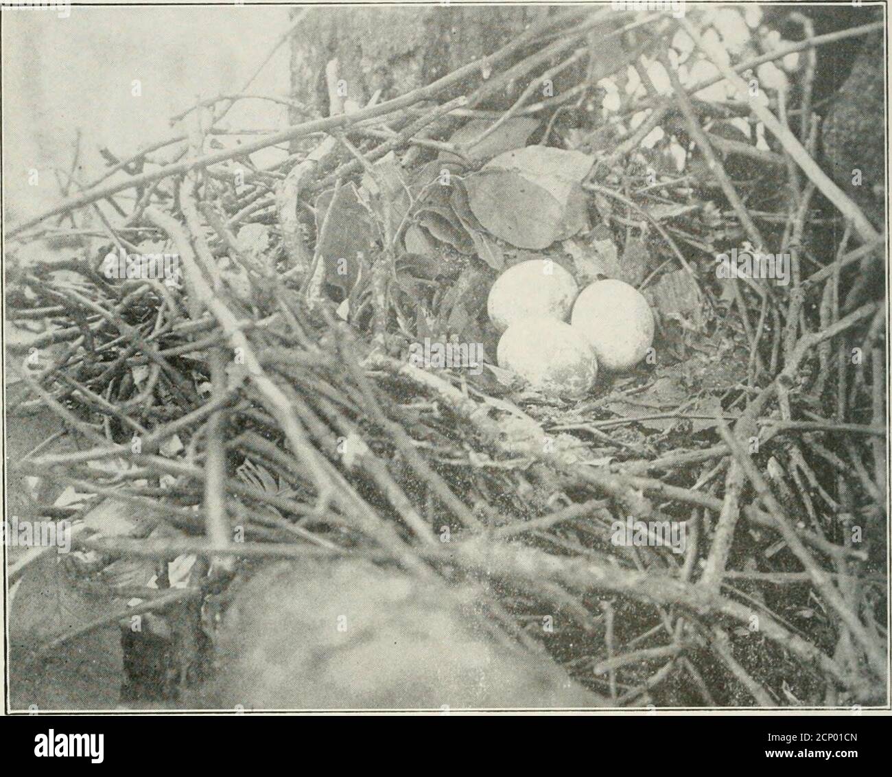 . Der Oist . ai 2.00 Dollar pro Person, die danach provedto Taubeneier sein. Wir denken kaum, dass wir Hon-ecker die Exemplare schicken werden, die er asga^US-for! R:^W- Barnes. ELFENBEIN ABGERECHNET WOODPECKERSEGGS Ich habe eine Reihe von Elfenbein-billedWoodpeckers gekauft, mit Niststub, die früher zu den späten JohnLewis Childs gehörte. Eine Beschreibung der Einnahme dieses Nestes fand sich in The Warbler, Vol. I, 1905,Page 52, No. 2. Ich dachte, es könnte von einigen in-terest Oologists zu wissen, wo thisfet ist. John E. Thayer, Lancaster, Mass. ÖL-REICHTUM unser alter Freund. Dr. W. S. Strode, o:Lewiston, Illinois, hat vor kurzem struckoil, wurde Stockfoto