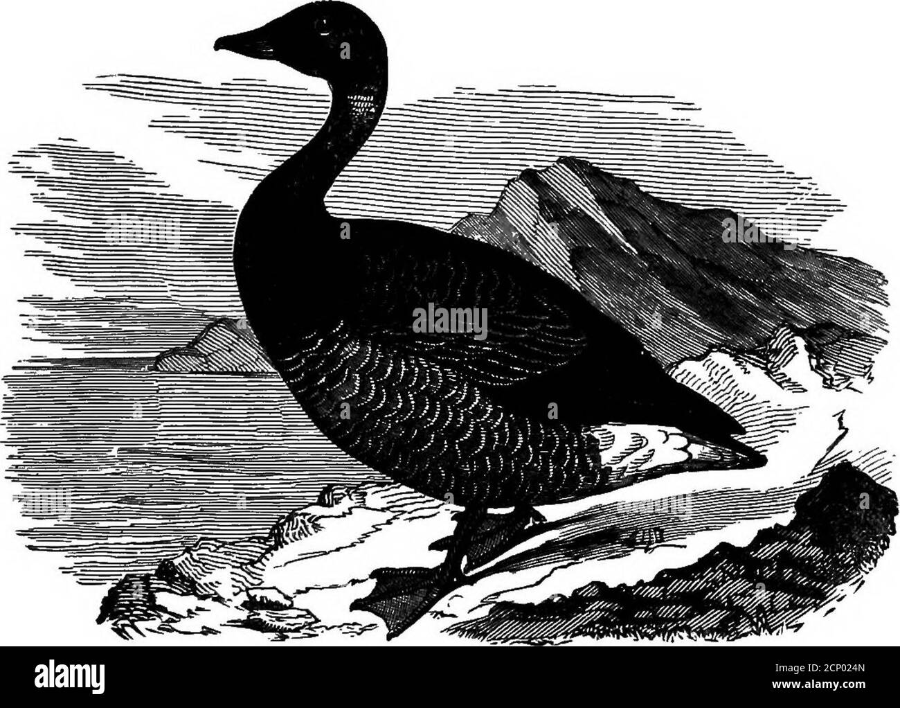 . Schlüssel zu nordamerikanischen Vögeln. Mit einer kurzen Darstellung aller Arten von lebenden und fossilen Vögeln, die derzeit vom Kontinent nördlich der mexikanischen und US-amerikanischen Grenze bekannt sind, einschließlich Grönland und Niederkalifornien, mit denen die allgemeine Ornithologie integriert ist: Eine Übersicht über die Struktur und Klassifizierung von Vögeln; Und Bereich Ornithologie, ein Handbuch zum Sammeln, Vorbereiten und Konservieren von Vögeln . (Lat. AJbatus, weiß.) Kleine Schneegans. Färbung preciselyas in der letzten; Größe weniger, aber Grading bis zu der von Hyperboreus. Länge ca. 26.00; Flügel15,50; Schwanz 5.50; Bul 2.0 Stockfoto