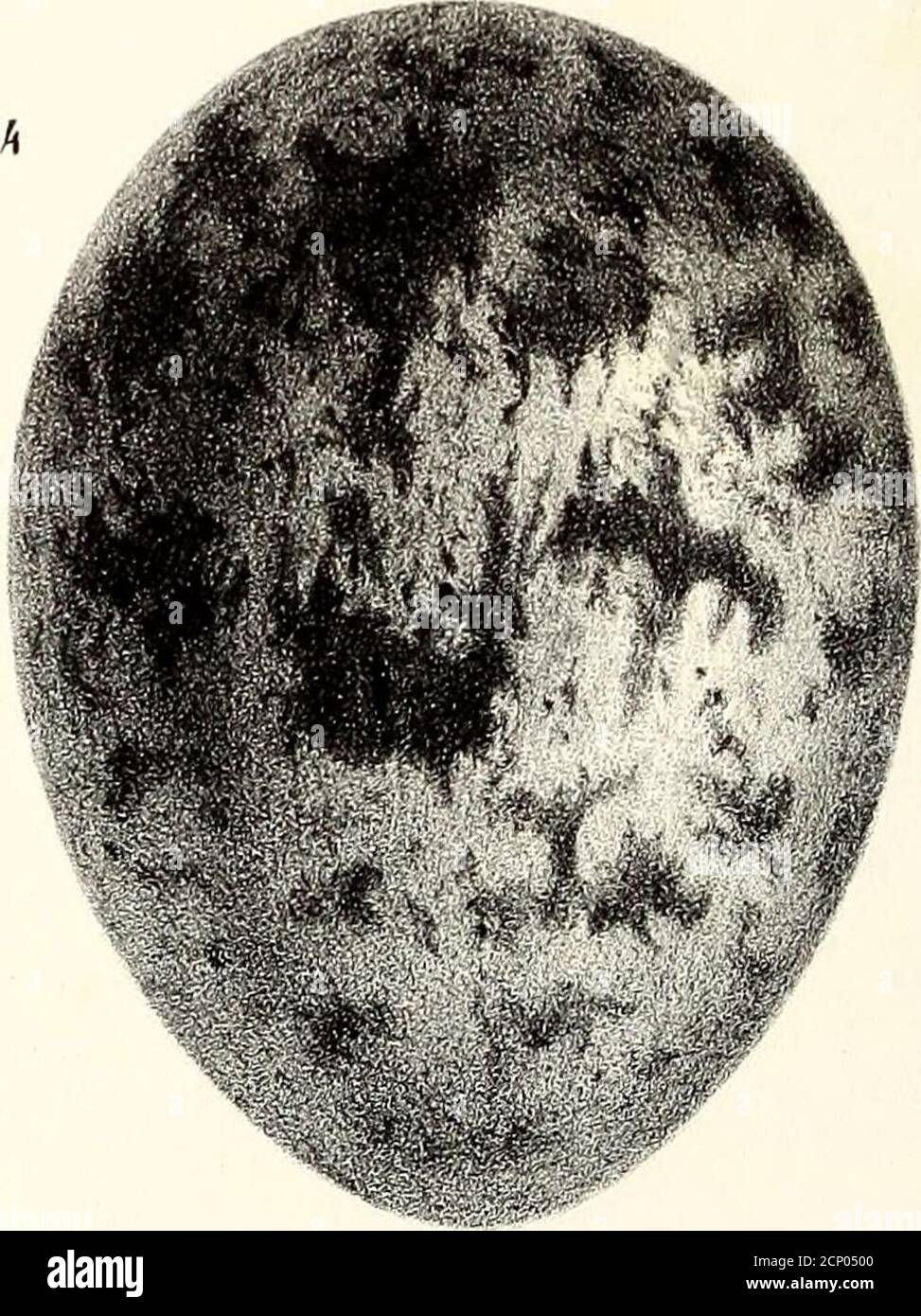 . Ornithologie de la Savoie, ou, Histoire des oiseaux : qui vivent en Savoie a l'état sauvage soit constamment, soit passagèrement . LitL J.Pei-rin LiLr.Ediî. à Chamléry. 1 et 2 Œufs de Bus e Variable : or. na.1. o 3 Œuf de .Buse Patlue ; or.nal. k Œuf de Base Bondrée; oder mal. ô J.Werner del DE LA SAVOIE. 139 très* élevé, ou bien encore sur un épais buissonsitué entre les fentes des rochers, est construit avecde petites branches et garni en dedans avec desracines, des feuilles sèches et des bûchettes. La fe-melle y dépose sur la fin de Mai, ou seulement aucentance de juin, trois ou quatre Stockfoto