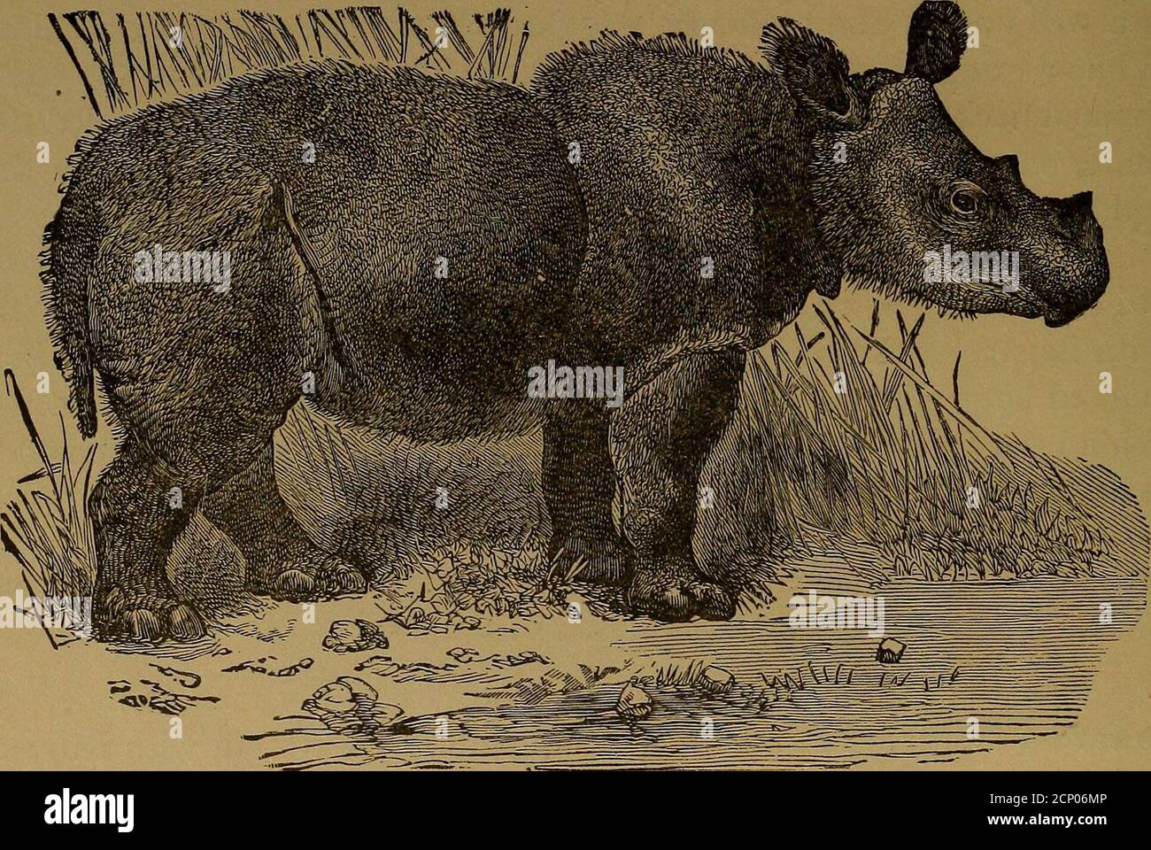 . Roosevelts Afrikareise; die Geschichte seines Lebens, die Reise von New York nach Mombasa, Und die Route durch das Herz von Afrika, einschließlich der großen Spiel und andere wilde Tiere ... im Laufe seiner Reisen gefunden. Arge Herden des spielauf jeder Seite, beobachtete ich eine knusprig aussehende, alte Stier Borele, oder Schwarznashorn, Cocking seine Ohren hundert Meter im Voraus. Er hatte uns nicht beobachtet, und bald darauf ging er langsam auf uns zu, und stoodbroadside zu, essen einige Wait-a-bit Dornen innerhalb von fünfzig Yards von mir.Ich feuerte aus meinem Sattel, und schickte eine Kugel hinter seine Schulter, uponwhich er stürzte f Stockfoto